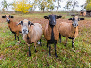 Adak Kurbanı (Küçükbaş) (Afrika)