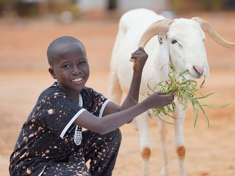 Şifa Kurbanı (Küçükbaş) (Afrika)
